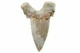Serrated Sokolovi (Auriculatus) Shark Tooth - Dakhla, Morocco #251279-1
